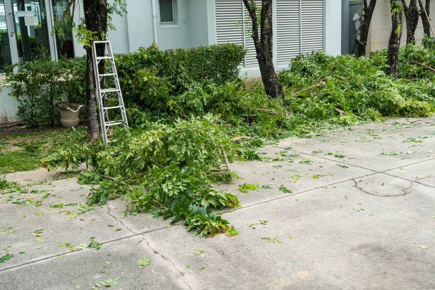 Best Tree Pruning Services  in Bath, ME